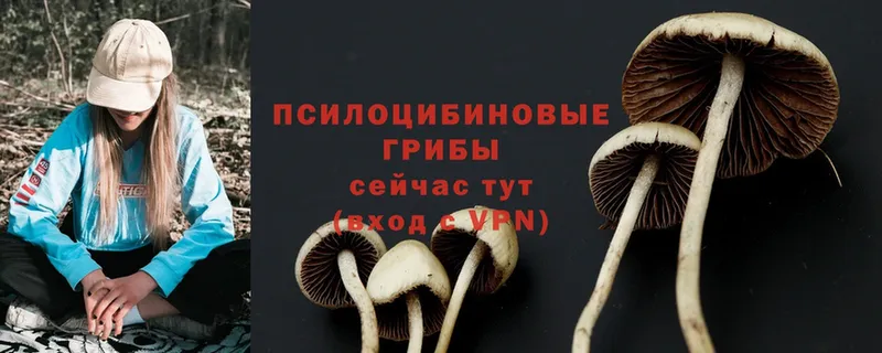 Галлюциногенные грибы Psilocybe Вичуга